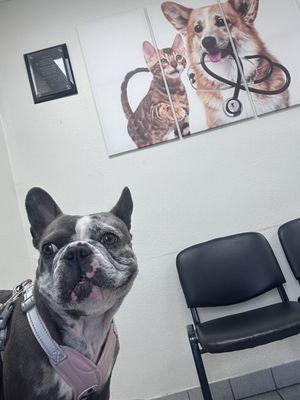 Sage in the wait area