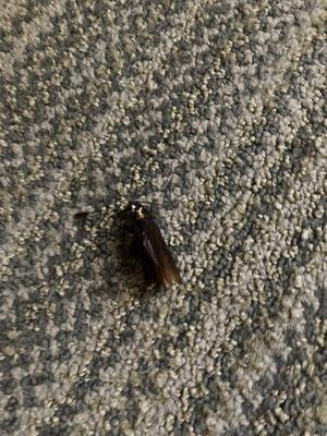 Country Inn & Suites