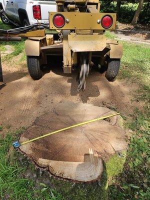 Retired Arborist Stump Grinding