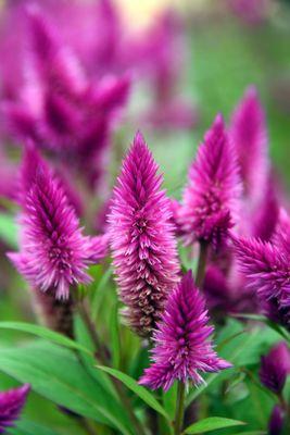 Gardner's Farm and Greenhouse