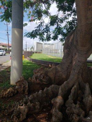 Kalihi Waena Neighborhood Park