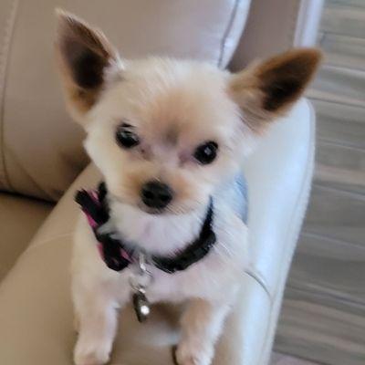 My Yorkie after her cut looks better and easy to maintain for both her and myself.