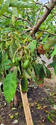 This is how my tree before it got bad