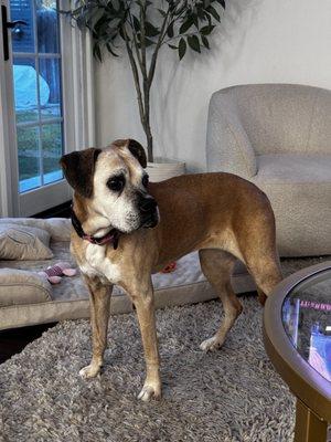 Allison Tashnek Mobile Veterinarian