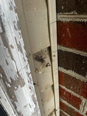 Evergreen Pest Solutions South Carolina