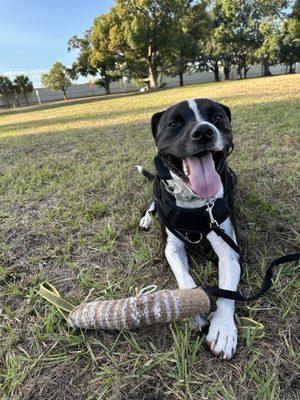 Zack's Pack Dog Training