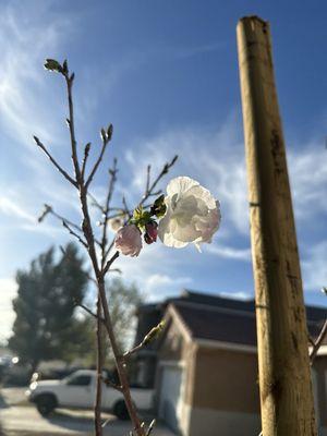 Japanese Cherry blossom baby tree starting blooming as soon as it got planted due to the spring weather