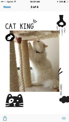 Impeccable Pet Care Dog Walking & Pet Sitting