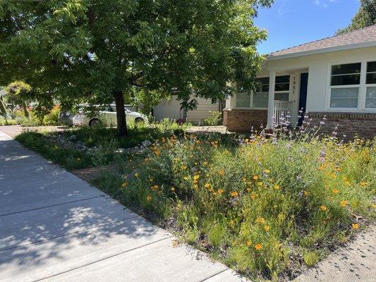 Bob Schneider Eco Landscaping