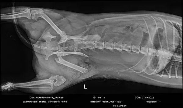 Eudora Animal Hospital