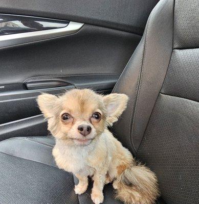 Scarlett's Pet Salon