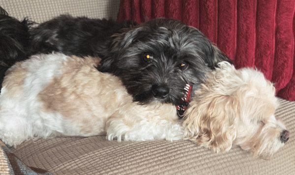 Arc Veterinary Clinic