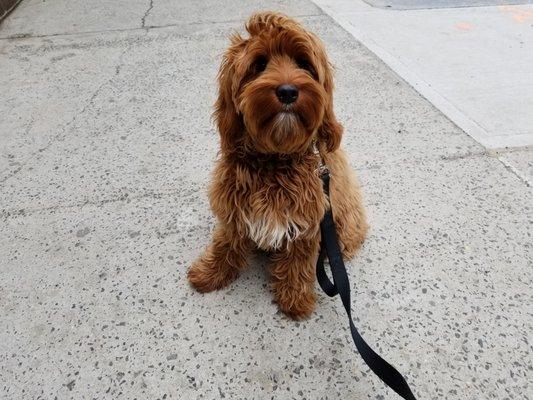 Canella as a puppy.
