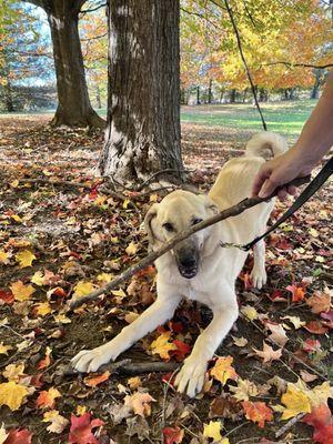 Livingston County Animal Control And Shelter