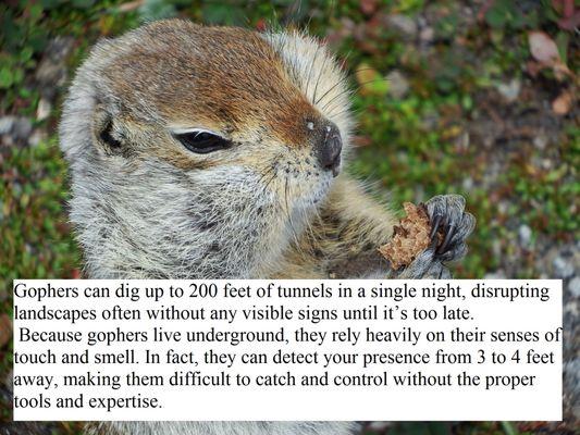 #gophers #pests #exterminators #removal