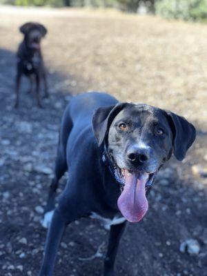 Royal Dutch Dog Walking