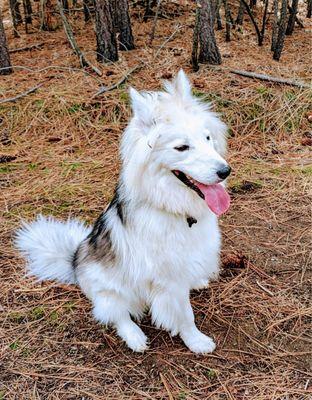 Hometown Animal Hospital