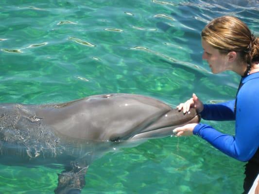 Miami Swim with Dolphin Tours and Tickets