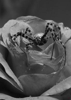 The Camera Never Lies Art Gallery