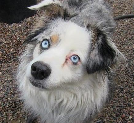 Bed & Biscuit Pet Resort