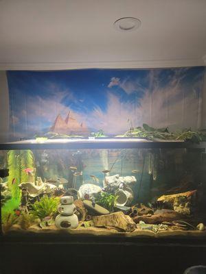 Malawi Aquatics International