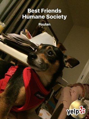 Best Friends Humane Society