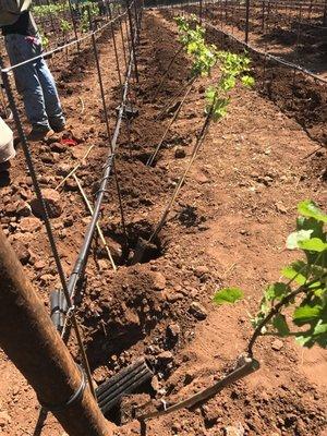 Rubio's Vineyard Management