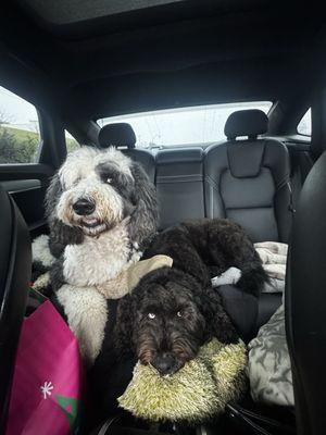 Elemental Veterinary Center and Pet Spa