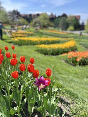 Mohonk Mountain House Tulip Festival 2025
