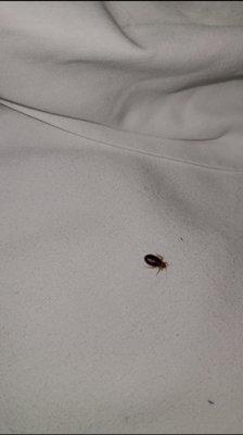 Super 8 by Wyndham Charlotte University