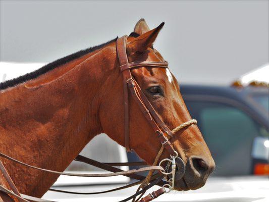 Victory Cup - Dallas