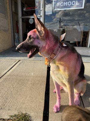 We also do Creative Grooming!