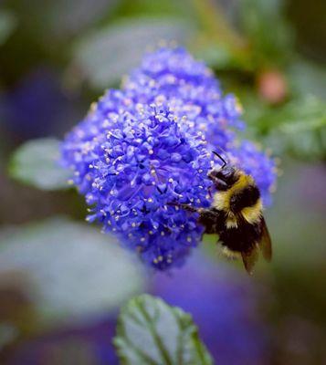 California Botanic Garden