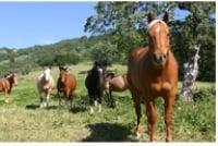 Candray Pet Care Center