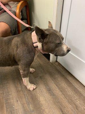 Camarillo Veterinary Hospital