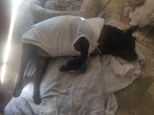 Isa Companion Animal Clinic