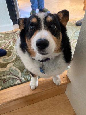 Paula's sweet sidekick, Bear!