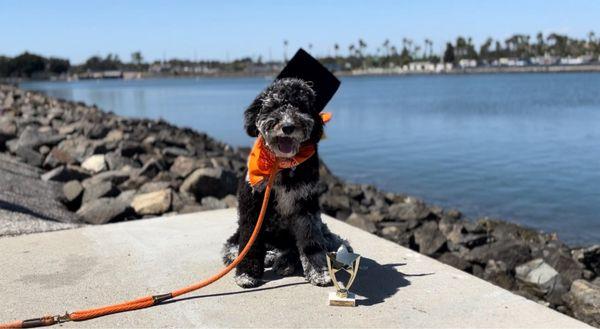 K9HS - Canine High School