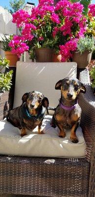 Regency Community Dog Park