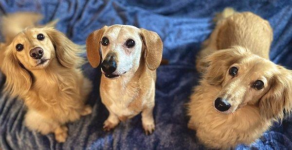 My 3 pups