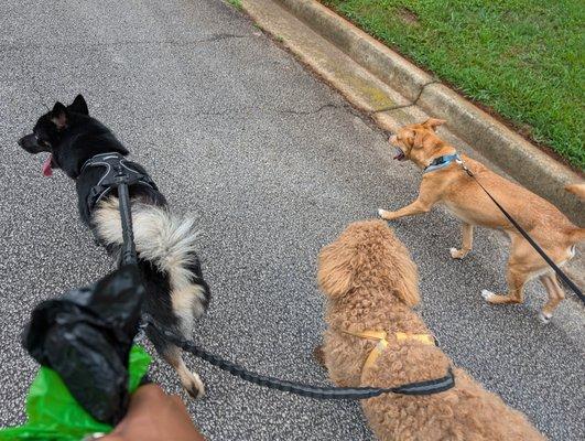 Humble Pet Hotel & Daycare