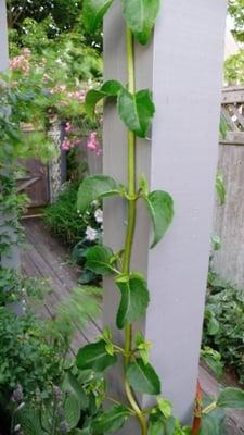 A corner of the private garden