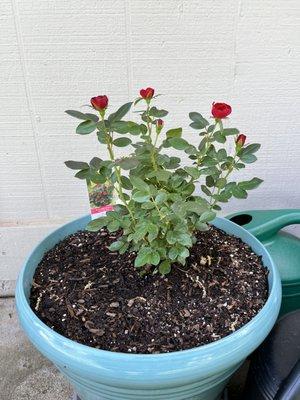 Classic Cuts Landscaping