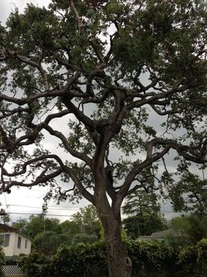 Alexander's Tree Service