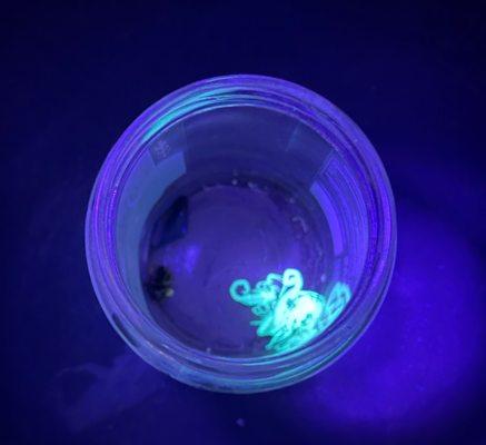 Happy Bees Pest Control