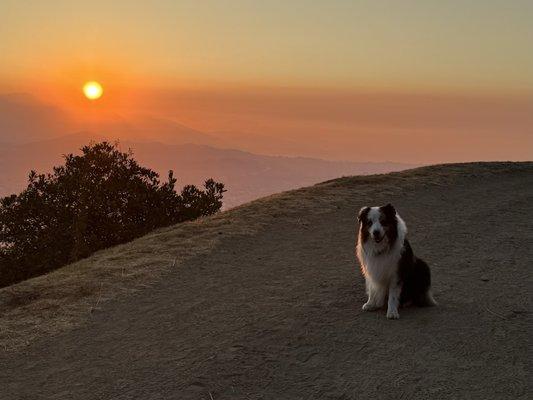 Get It Done Dog Training