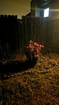 Residential Roustabouts