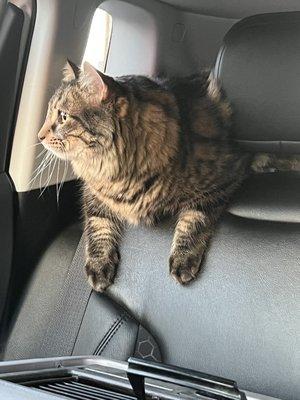 Affordable Vet Care - Santa Clarita