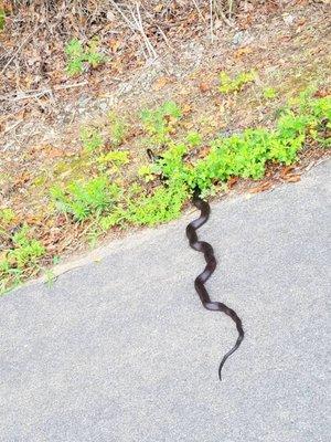 Pest Animal Removal Nassau County