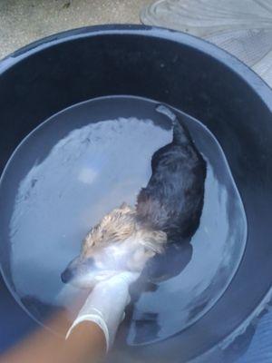 Lady Bugs Best Service